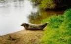 Un phoque prend ses quartiers à Bergerac, à près de 200 km de la mer