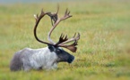 Moins de caribous, davantage d'algues rouges dans un Arctique plus chaud en 2018