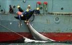 Le dossier des baleines devant la Cour internationale de Justice de La Haye