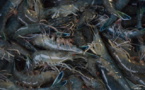 Vers une interdiction totale de l'importation des crevettes