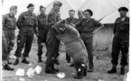 Un vrai "ours soldat" de la 2e Guerre mondiale héros d'un dessin animé