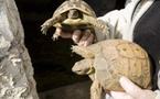 Les tortues d'aquarium au secours des tortues de mer