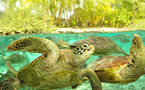 Zoom sur le centre de protection des tortues marines de Bora Bora