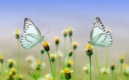Les insectes, un déclin mondial sans précédent