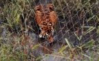 Le zoo de Londres se défend après la mort d'une tigresse blessée par un tigre