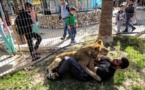 A Gaza, jouer avec une lionne, sans les griffes