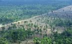 Les forêts tropicales de Sumatra et du Honduras déclarées en péril (Unesco)