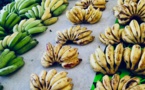 Un nouveau point de vente de fruits et légumes locaux à Papeete