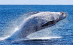 C’est la journée de la baleine !