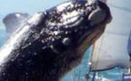  Collision entre un voilier et une baleine dans le sud des Marquises