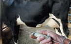 L'OMS et la FAO veulent une surveillance des antibiotiques pour des animaux