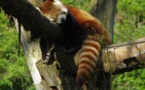 "Mushu", le panda roux fugueur d'un zoo auvergnat a été retrouvé