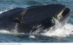 En Afrique du Sud, un plongeur miraculé avalé par une baleine