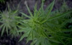 Le cannabis testé chez des malades de Parkinson à Marseille