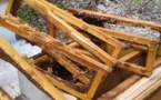 29 ruches pillées à Fakarava