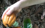 Pour ses 10 ans, Couleur cacao lance une tablette 100% locale (et ouvre ses portes)