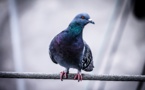 Un pigeon voyageur vendu 1,25 million d'euros en Belgique, record mondial