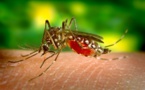 La Réunion: Girardin annonce un renfort de 50 personnes pour lutter contre la dengue
