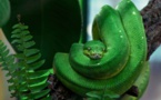 Morsures de serpents: un poison toujours aussi meurtrier
