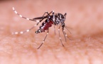 Un cas autochtone de dengue 2 alerte les autorités sanitaires