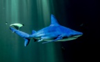 Les requins, une famille plus menacée que prévu