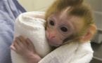 Un bébé singe montre la voie pour contourner la stérilité d'enfants après un cancer