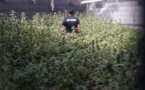 1 421 plants de cannabis et un bar clandestin découverts cette semaine