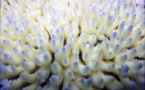 Alerte au blanchissement des coraux dans les îles de la Société