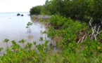 Les mangroves de la Société placées sous surveillance