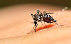 Un nouveau cas autochtone de dengue type 2 détecté à Taunoa