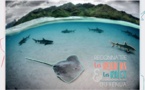 Apprendre à reconnaître les raies et requins