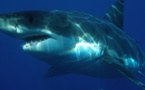 Télé réalité: des requins en chasse dans des forêts d'algue
