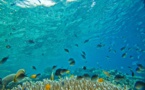 Australie: les coraux les plus au sud du globe touchés par le blanchissement