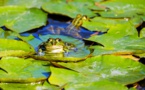 Des scientifiques alertent sur une pandémie mortelle pour les amphibiens