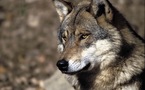 Une femme mordue par un loup qu'elle gardait chez elle parmi 85 animaux
