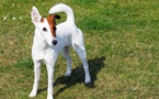 Faut-il sauver le chien Billy ? Intervention trop dangereuse, estime le préfet