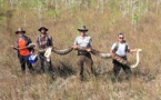 Un python de plus de 5 mètres capturé en Floride