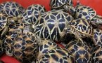 Thaïlande: la douane saisit des milliers d'animaux en voie de disparition