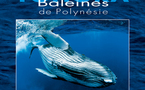 TOHORA: Une plongée dans le monde merveilleux des baleines