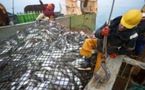 Bruxelles veut partiellement interdire la pêche au cabillaud