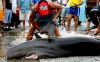Les îles Marshall créent un sanctuaire géant pour les requins