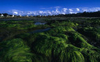 Du papier fabriqué à partir des algues vertes bretonnes