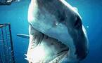 Le Grand requin blanc, "une merveilleuse machine qui va disparaître"