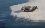 Une maladie mystérieuse affecte et tue des phoques dans l'Arctique
