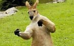 Une Australienne agressée par un kangourou en sortant ses chiens