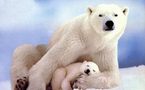 Appel en faveur des ours polaires, menacés par le réchauffement climatique