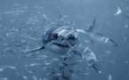 Australie: alerte au requin blanc après une 3e attaque mortelle