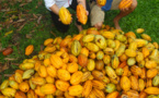 Carnet de voyage - C’est la saison du cacao !