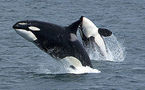 Certaines orques s'offrent des vacances au soleil pour muer