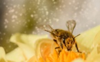 Le déclin des populations d'abeilles menace la sécurité alimentaire mondiale, selon la FAO